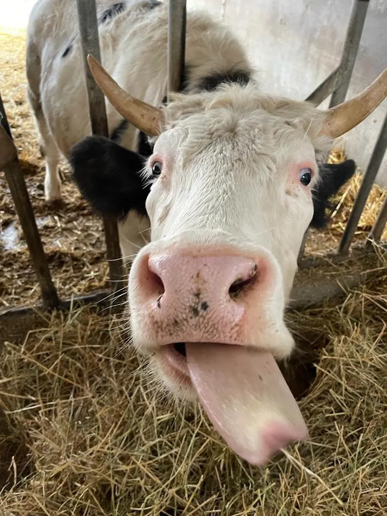 Séjour à la ferme Villa Le Chianine Dei Tognoli à Gragnola